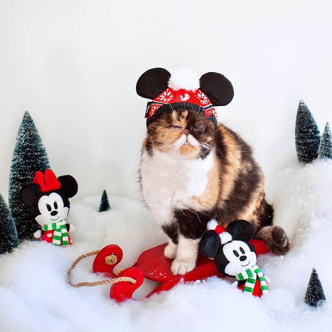 Pudgeのインスタグラム：「#Ad Disney’s Mickey & Friends are a loyal group of friends, all with silly and unique personalities, just like Pudge.   Pudge is always by my side, following me from room to room around the house, sometimes making me feel like we’re an inseparable pair just like Mickey & Pluto.   Which one of Mickey’s Friends is your pet most similar to?  Shop the Disney Collection only at @Chewy through the link in bio!  #OnlyAtChewy #Disney #MickeyFriendsStayTrue @DisneyPets」