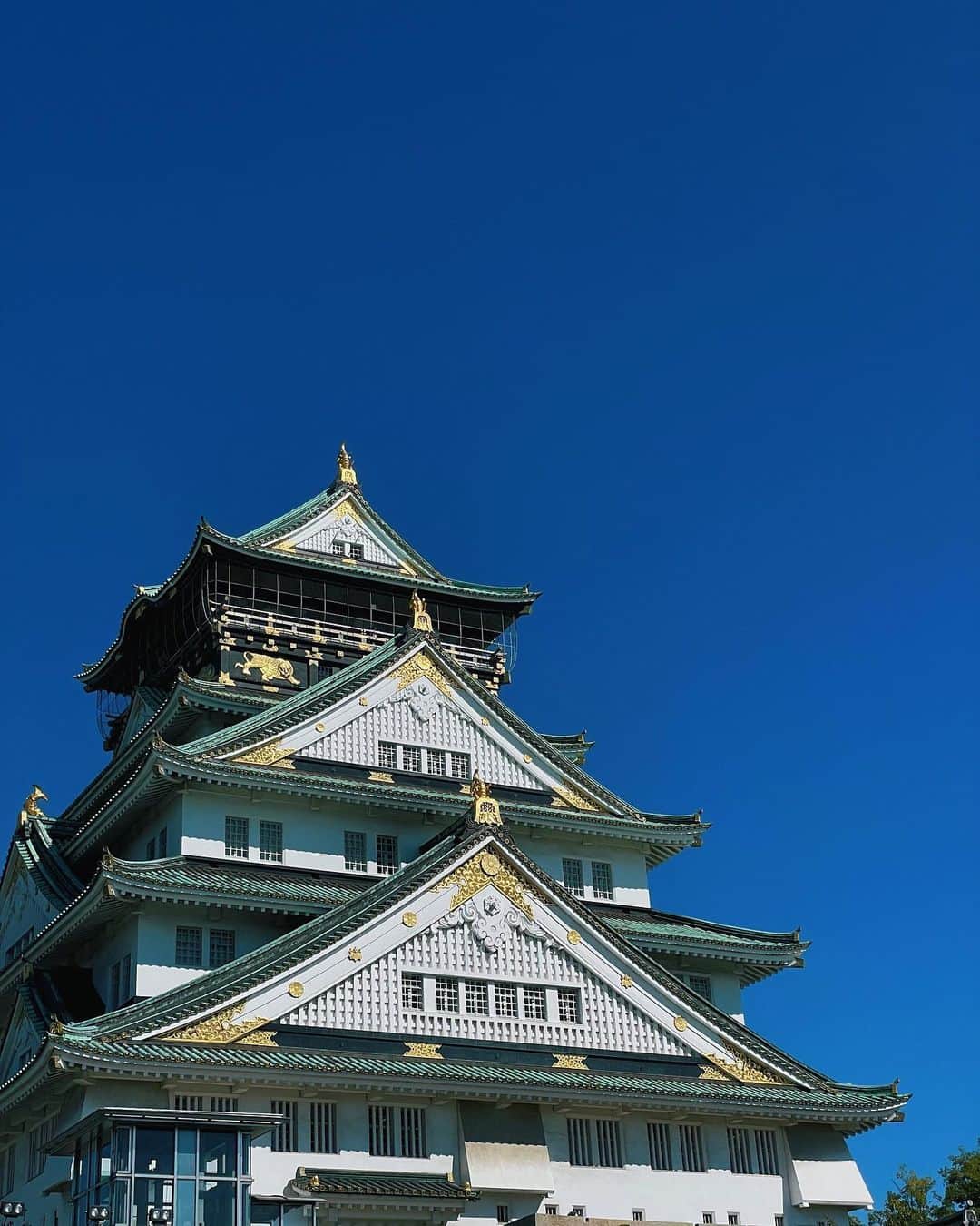 新井貴子のインスタグラム：「🏯  なにやら視線を感じると思ったら、 緑と同化した人がおりました。  地元に馴染んでくれていたようです。  #先日のひとこま」