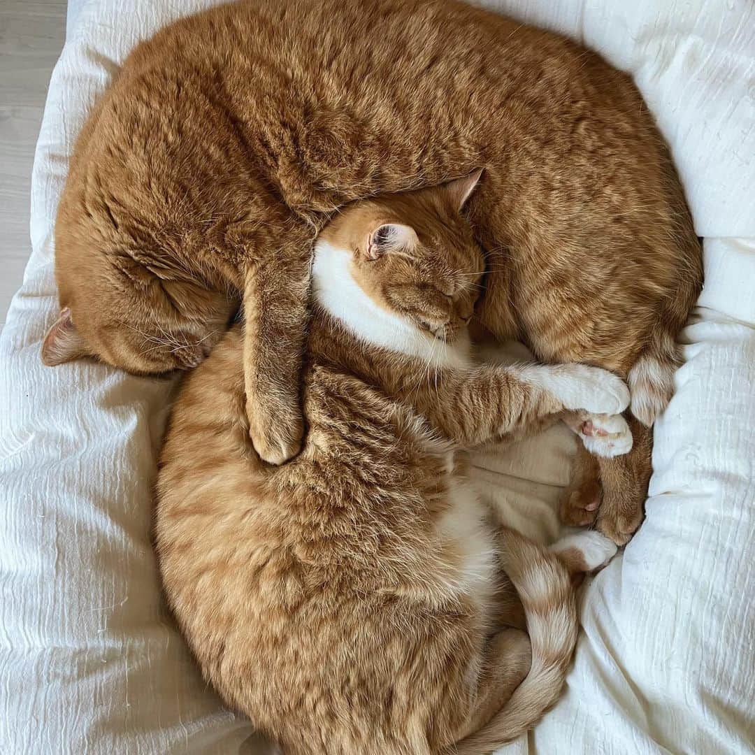 umeのインスタグラム：「おまめのお腹枕。どれくらい気持ちいいんだろう… ・ ・ ・ #まめたち #🐈」