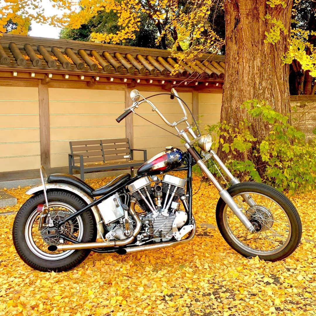 Curly Giraffeさんのインスタグラム写真 - (Curly GiraffeInstagram)「Autumn🍁2022 Tokyo   #harleydavidson #chopper  #vintagechopper #chopperlife #49fl #panhead #panheadchopper #easyrider #peterfonda #dennishopper #captainbilly #hawgholic」11月18日 13時29分 - curly_giraffe