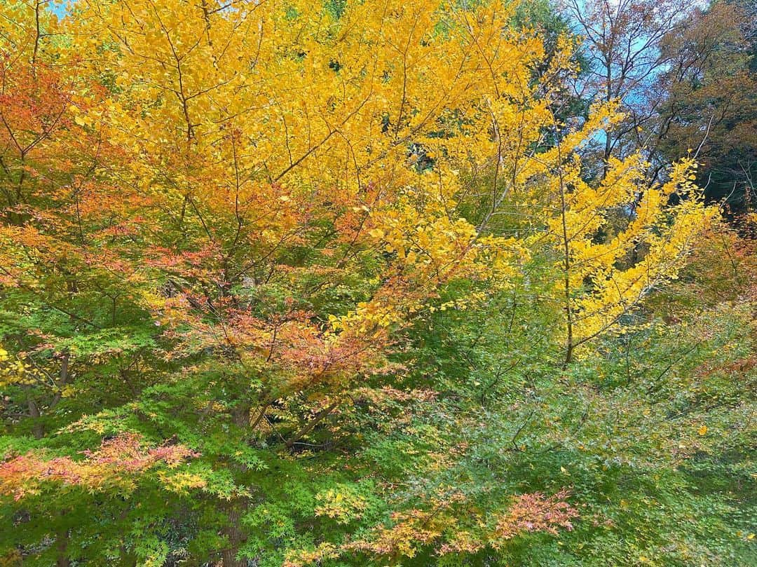 虫眼鏡さんのインスタグラム写真 - (虫眼鏡Instagram)「桜と紅葉を同時に見ようと欲張ったらどっちも4分咲きといったところだった そういえば少し前に｢シキザクラ｣というアニメがあってだね…  #四季桜」11月18日 17時32分 - to_mushimegane