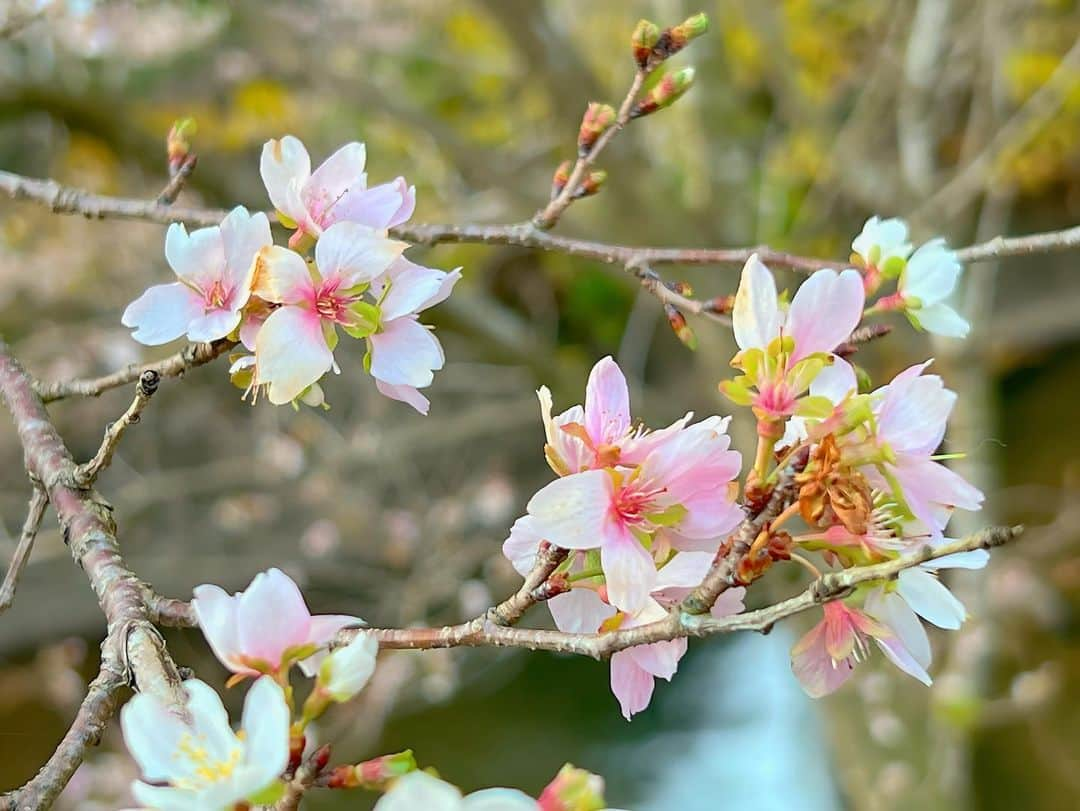 虫眼鏡さんのインスタグラム写真 - (虫眼鏡Instagram)「桜と紅葉を同時に見ようと欲張ったらどっちも4分咲きといったところだった そういえば少し前に｢シキザクラ｣というアニメがあってだね…  #四季桜」11月18日 17時32分 - to_mushimegane