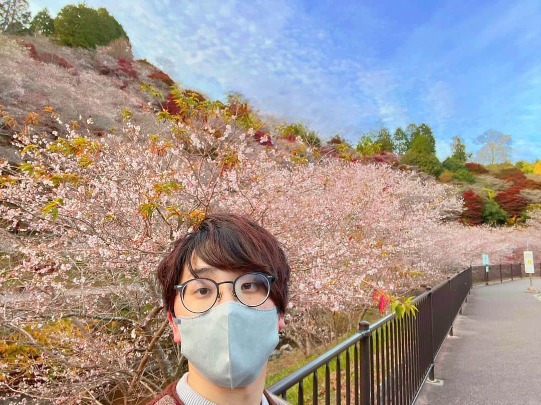 虫眼鏡さんのインスタグラム写真 - (虫眼鏡Instagram)「桜と紅葉を同時に見ようと欲張ったらどっちも4分咲きといったところだった そういえば少し前に｢シキザクラ｣というアニメがあってだね…  #四季桜」11月18日 17時32分 - to_mushimegane
