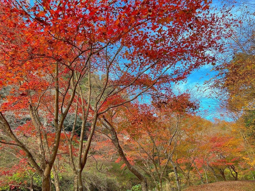 虫眼鏡さんのインスタグラム写真 - (虫眼鏡Instagram)「桜と紅葉を同時に見ようと欲張ったらどっちも4分咲きといったところだった そういえば少し前に｢シキザクラ｣というアニメがあってだね…  #四季桜」11月18日 17時32分 - to_mushimegane