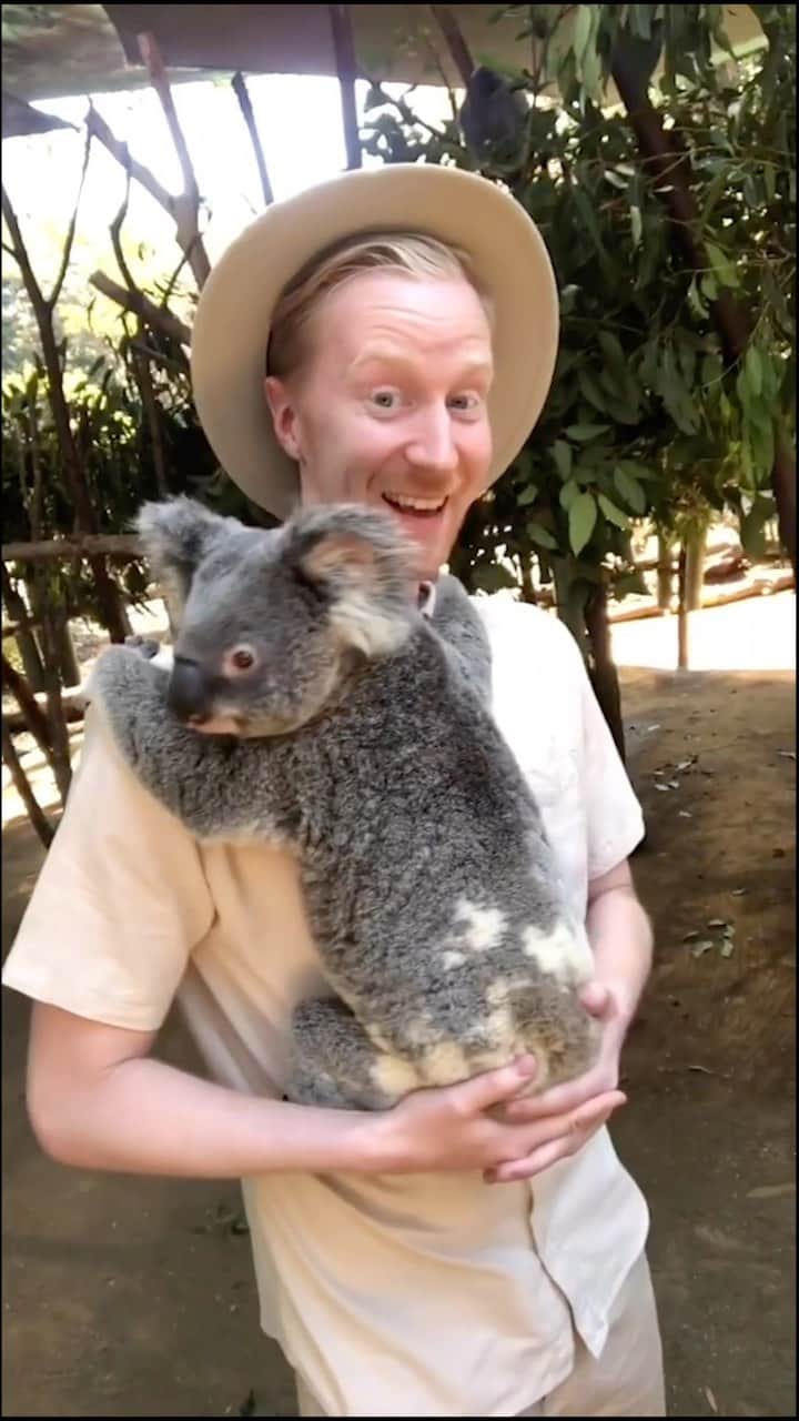 ミスターヤバタンのインスタグラム：「オーストラリアの動物天国！🐨 Australian Zoo!   #コアラ #カンガルー #オーストラリア #ゴールドコースト #goldcoast #動物園 #ミスターヤバタン #やばたん」