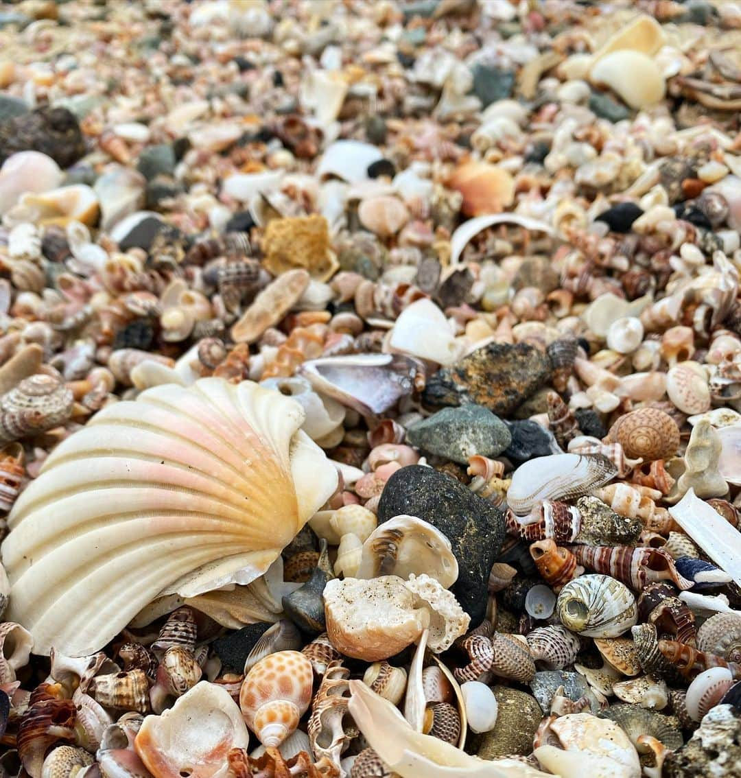 藤崎ミシェルのインスタグラム：「全て貝殻🐚だよ💕じっっとみてても１つ１つ形が違くて美しくて、こんな素敵な場所で暮らせてるの幸せ✨  #不便は楽しい #田舎暮らし #仕事は都会暮らすのは田舎 #星が綺麗すぎる  #fukuokaseaside  #fukuoka #photography #福岡暮らし #感謝 #兄弟仲良しすぎる #ポートレートモデル #portraitmodel」