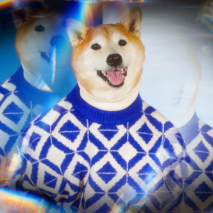 Menswear Dogのインスタグラム：「Embracing the Winter Blues ❄️  Look Bodhi or Look Luc? 👀👇」