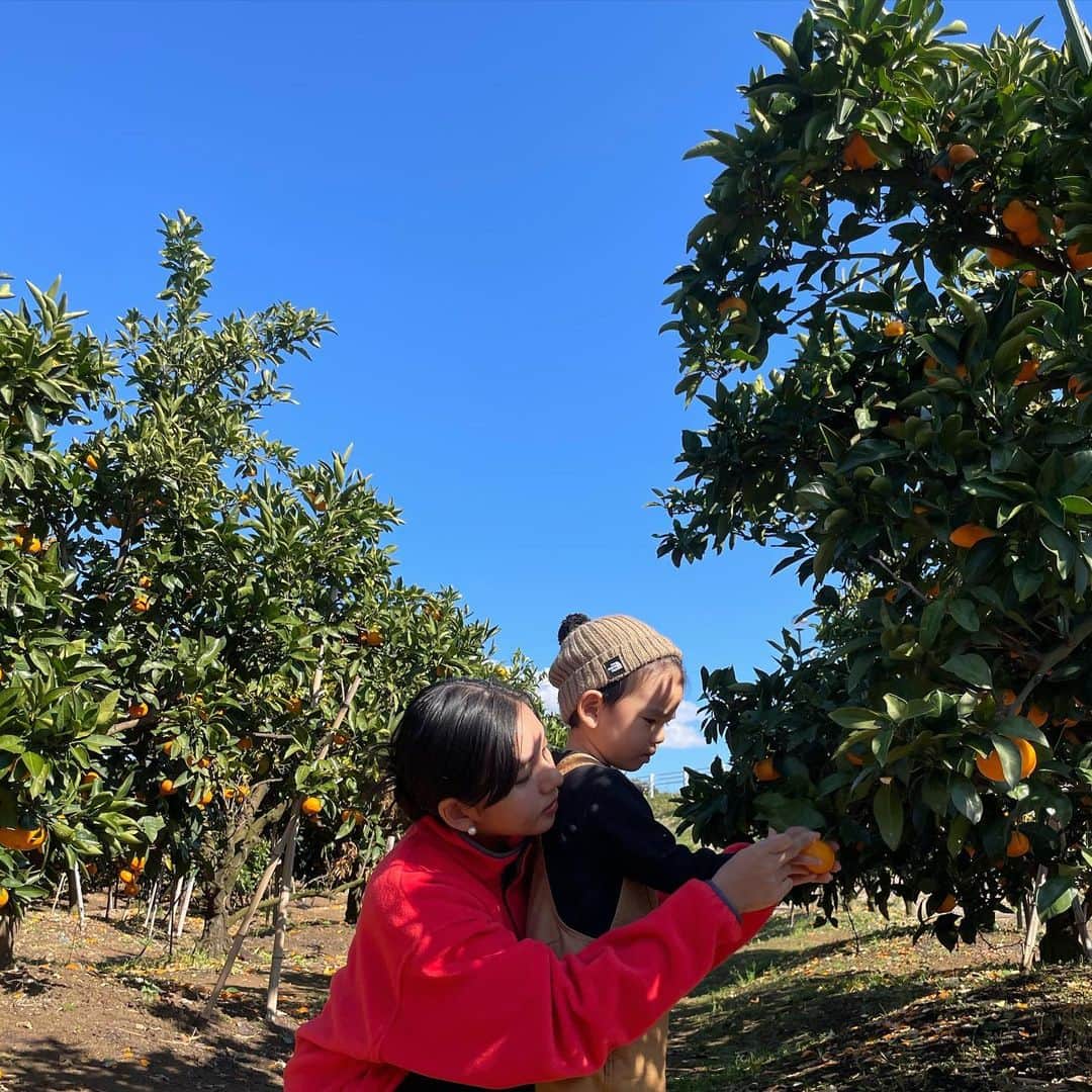 にわみきほのインスタグラム：「みかん狩り🍊  自分で収穫するとやっぱり特別なんだよね☺️ 野菜もフルーツもたくさん行けたらいいなぁ。 お天気も最高で良い時間でした♡  #我が家の食育活動😎」