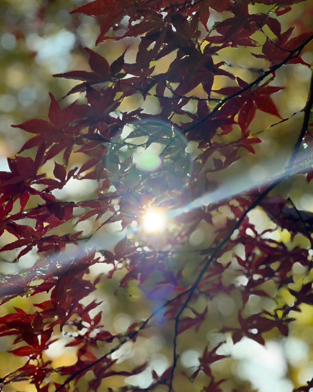 湖月わたるさんのインスタグラム写真 - (湖月わたるInstagram)「・ 紅葉が綺麗で思わずパチリ📸 ・ #地元ドライブ #武蔵野 #空気が綺麗 #紅葉に癒されます🍁 #湖月わたる #watarukozuki」11月19日 12時31分 - watarukozuki_official
