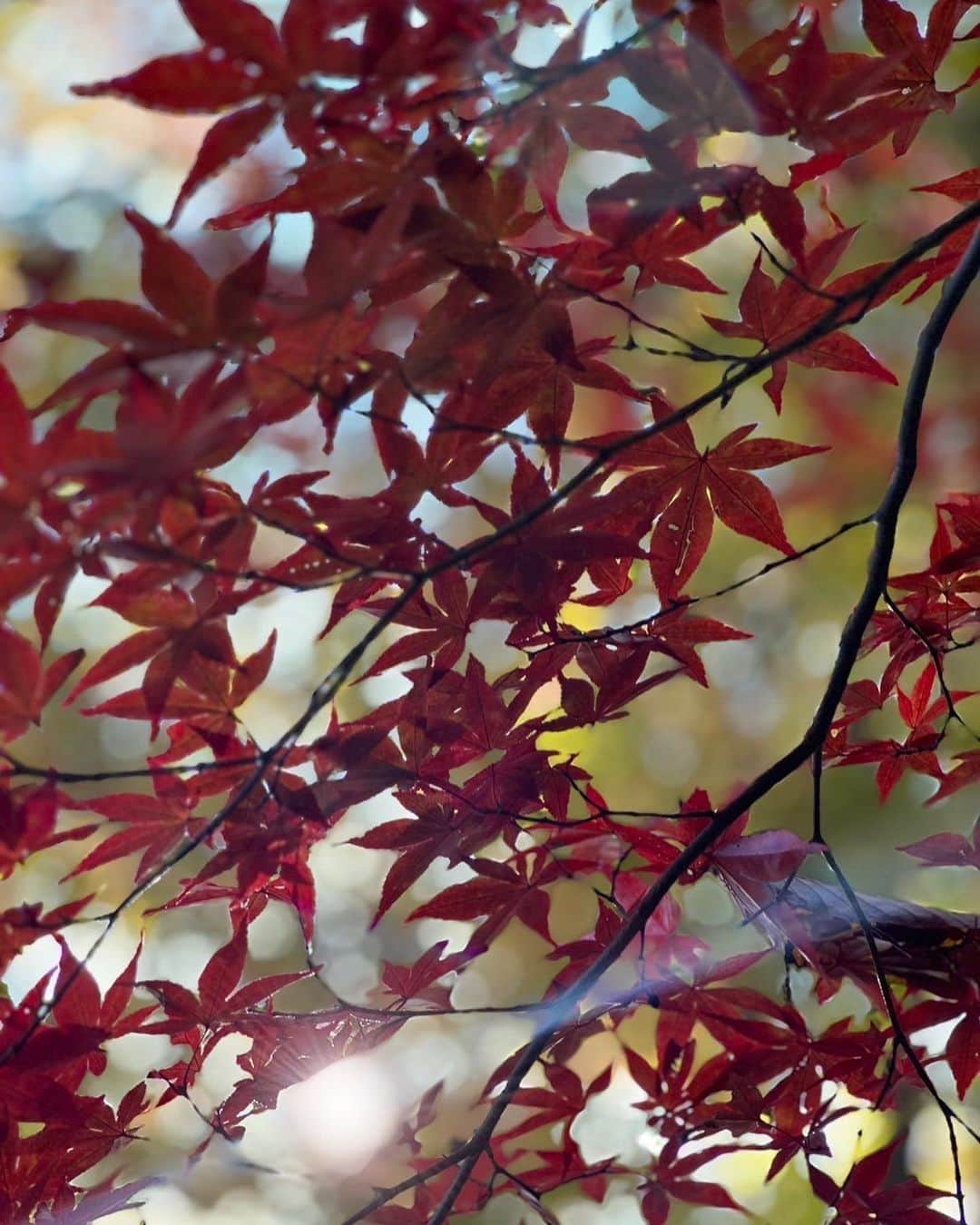 湖月わたるさんのインスタグラム写真 - (湖月わたるInstagram)「・ 紅葉が綺麗で思わずパチリ📸 ・ #地元ドライブ #武蔵野 #空気が綺麗 #紅葉に癒されます🍁 #湖月わたる #watarukozuki」11月19日 12時31分 - watarukozuki_official