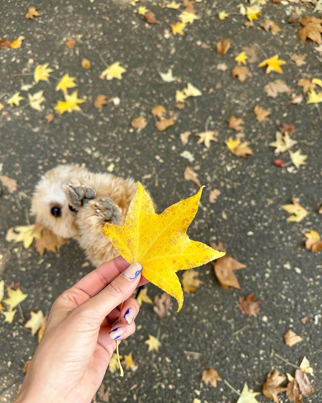 廣田奈々さんのインスタグラム写真 - (廣田奈々Instagram)「🐶<それなにー？🐾 ぽっちゃんにとって生まれて初めての秋🍁✨ たくさん感じれてるね✨ 肉球が公園でどろんこ🤭 3枚目 🐶<それ食べれるー？  散歩することで私もいつもよりこんなに秋を感じれてる😌  そして伸びちゃってるけどかわいいネイルも♡」11月19日 12時59分 - nana_hirota