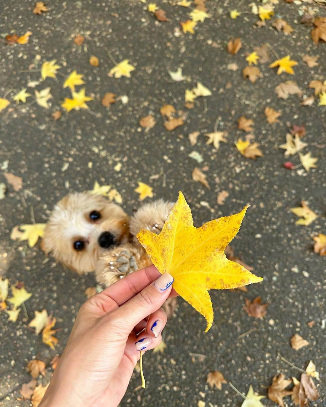 廣田奈々さんのインスタグラム写真 - (廣田奈々Instagram)「🐶<それなにー？🐾 ぽっちゃんにとって生まれて初めての秋🍁✨ たくさん感じれてるね✨ 肉球が公園でどろんこ🤭 3枚目 🐶<それ食べれるー？  散歩することで私もいつもよりこんなに秋を感じれてる😌  そして伸びちゃってるけどかわいいネイルも♡」11月19日 12時59分 - nana_hirota