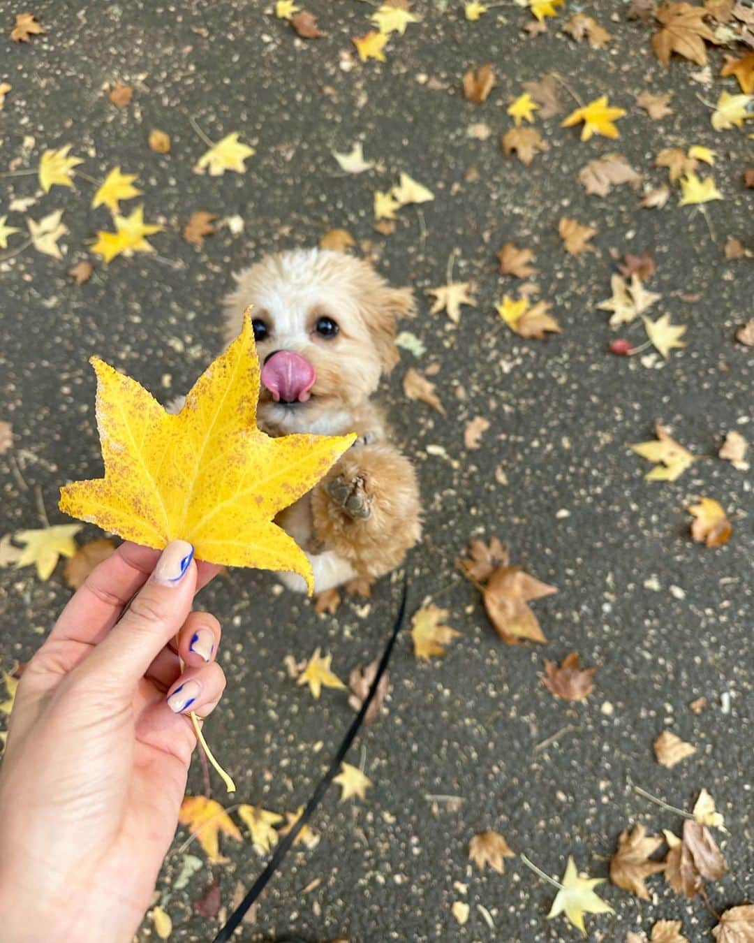 廣田奈々さんのインスタグラム写真 - (廣田奈々Instagram)「🐶<それなにー？🐾 ぽっちゃんにとって生まれて初めての秋🍁✨ たくさん感じれてるね✨ 肉球が公園でどろんこ🤭 3枚目 🐶<それ食べれるー？  散歩することで私もいつもよりこんなに秋を感じれてる😌  そして伸びちゃってるけどかわいいネイルも♡」11月19日 12時59分 - nana_hirota