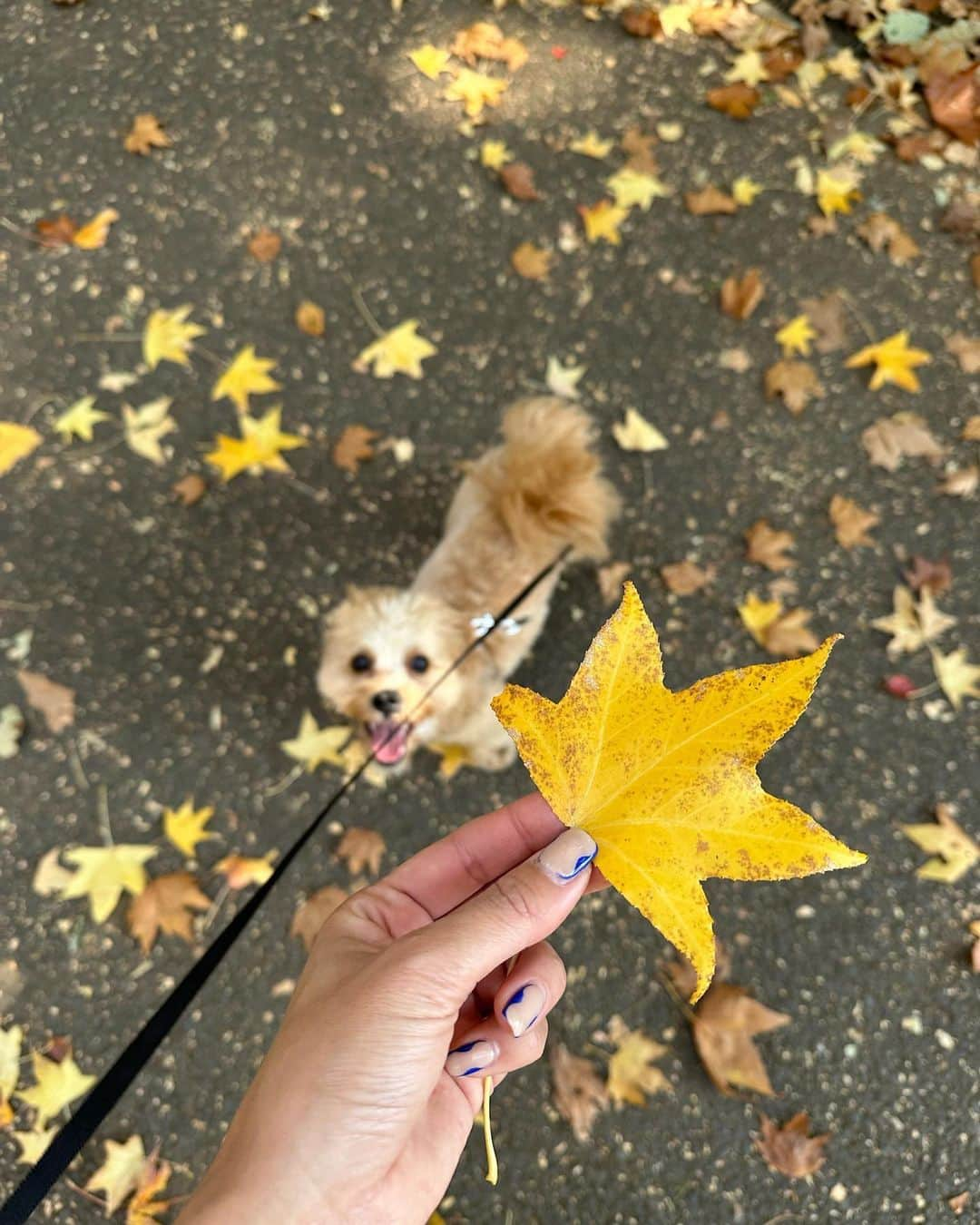 廣田奈々さんのインスタグラム写真 - (廣田奈々Instagram)「🐶<それなにー？🐾 ぽっちゃんにとって生まれて初めての秋🍁✨ たくさん感じれてるね✨ 肉球が公園でどろんこ🤭 3枚目 🐶<それ食べれるー？  散歩することで私もいつもよりこんなに秋を感じれてる😌  そして伸びちゃってるけどかわいいネイルも♡」11月19日 12時59分 - nana_hirota