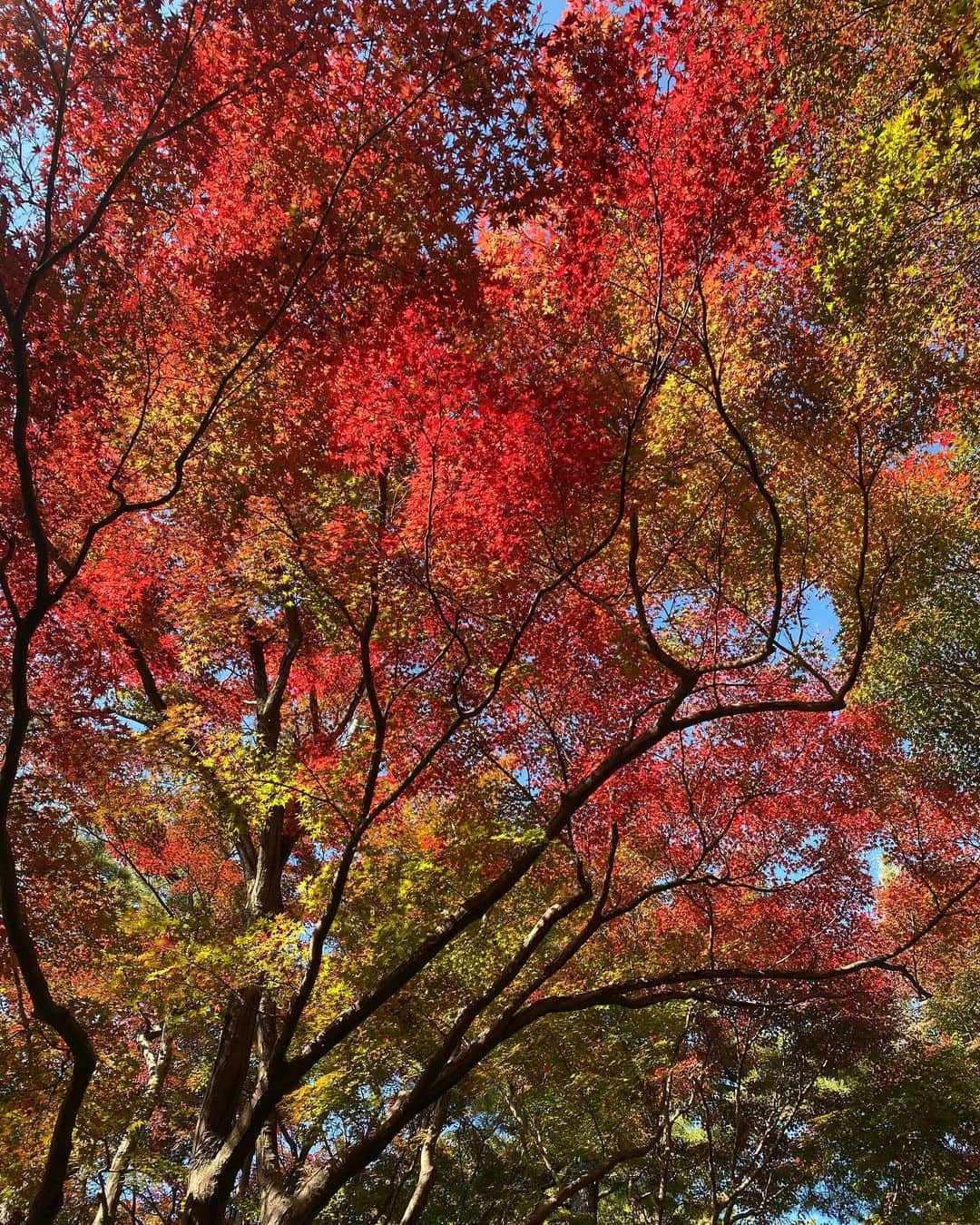 山田美花さんのインスタグラム写真 - (山田美花Instagram)「《🍁》 東公園にお散歩しに行ってきました。 お天気も良く気持ちよかった〜。 ナギさんお昼寝、パパさん試合、私はYouTubeで観戦🏐  あ、明日試合だ。」11月19日 13時38分 - mika622.11