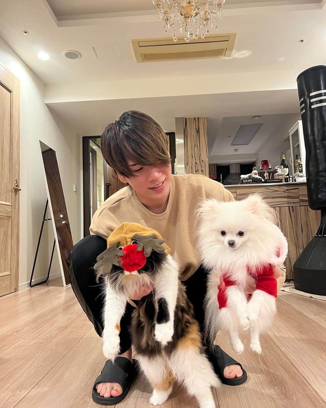 吉田三郎のインスタグラム：「モナぽぽクリスマス先取り🎄 #セルカークレックスロングヘア #ポメラニアン白」