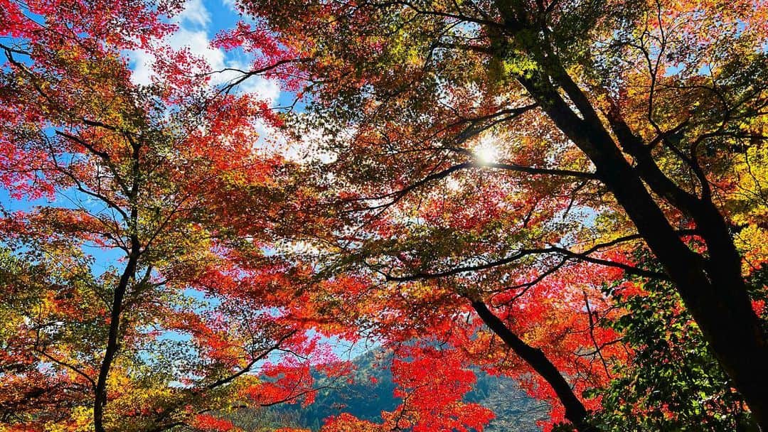 平祐奈のインスタグラム：「🍁🍁🍁  ずーっと眺めていたいくらい飽きないねぇ。  #秋」