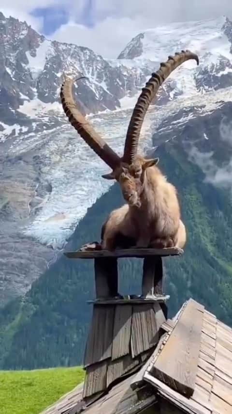 Daily The Best And Funniest Videosのインスタグラム：「Wait, I have a goat on my roof 🐐🏔️ By @julien_grincajgier」