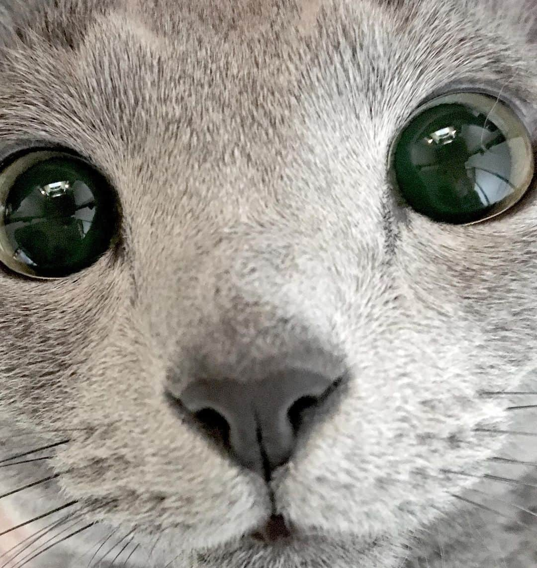 I love Russianblueのインスタグラム：「土アップすぎる #土アップ祭  ・ ・ ・  #Russianblue #sundayfunday #katze #catsofinstagram #catoftheday #cutecat #catlover #kitty #ねこ#ilovemycat #cute #猫 #gato #러시안블루#topcatphoto #9gag #catvideo #kitten  #instacat #meow #cats #cats_of_Instagram  #ふわもこ部  #にゃんすたぐらむ #weeklyfluff #catloversworld #dailyfluff #ロシアンブルー #貓」