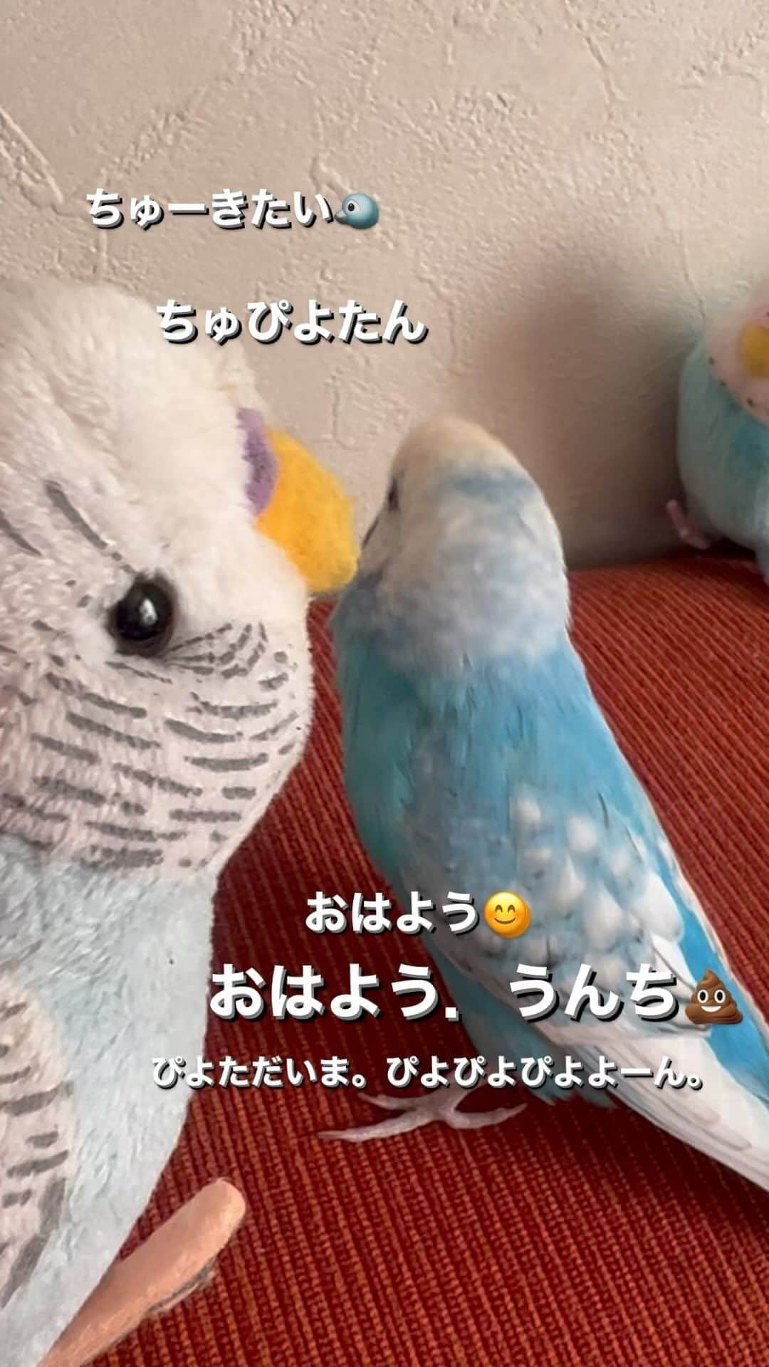 kotoripipipiのインスタグラム