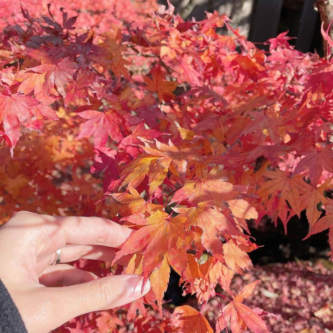 久保りさのインスタグラム：「Colours of the autumn🍂 #karuizawa #hotelindigo  秋っていろんな色に溢れてるのね  仕事で行った軽井沢で見つけた秋の記憶。  #lissa_hotel」