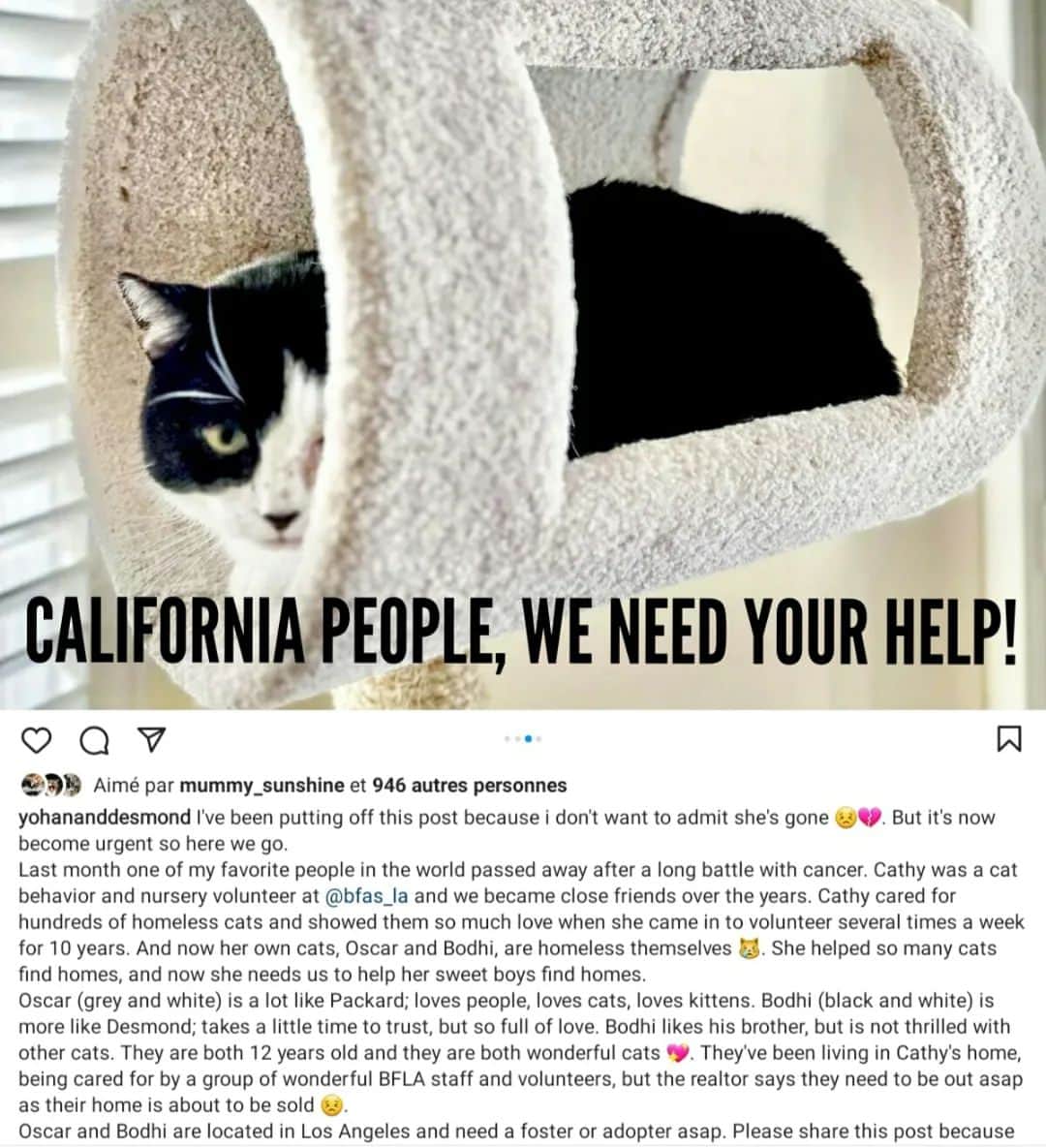 Homer Le Miaou & Nugget La Nugのインスタグラム：「If you are in California, you might be the person these cats need! They’ve lost their humom récentes and will be soon évitez from their home 😱😢 Contact @yohananddesmond for more infos. Share if you can. Thank you! 🧡」