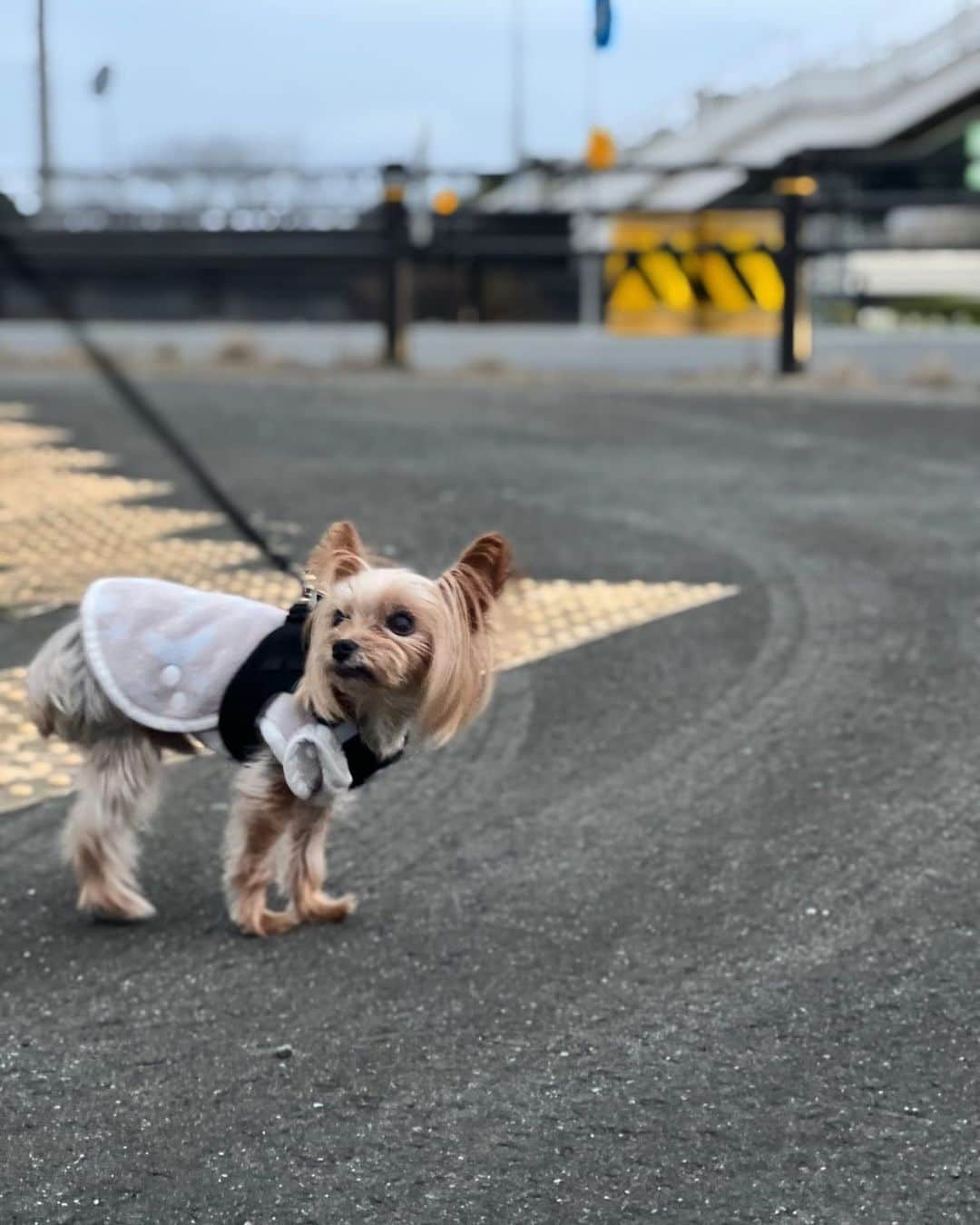 love23326のインスタグラム：「タイソン君とハントちゃんの散歩道 タイソン君の匂いがするはず  可愛い服たくさんあるのに 一時期病気のように購入したのに 結局、コレ ホームセンターで890円 着せやすくて、お洋服が嫌いな ラピちゃんのストレスになりにくい服しか #勝たん  #ずっと可愛い #永遠に可愛い #繋ぐ  #귀여워 #예뻐  #ヨーキー#dog #ヨークシャーテリア  #クッシング症候群 #アトピー性皮膚炎 #白内障  #케이크 #케이크맛집  #귀엽다 #형제#강아지 #가족#잘자요#졸려 #わんこは家族」