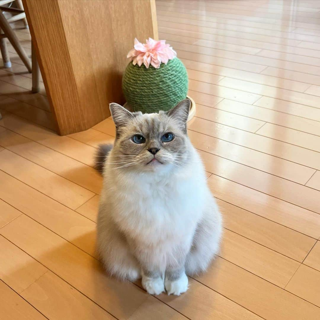 しるこのインスタグラム：「サボテン生えた🌵 やだ可愛いw  #1120ちるちる #無敵の親バカ同盟  #猫のいる暮らし  #多頭飼い #catstagram  #catsofinstagram #ねこ#猫#neko#cat#cats#ペルシャ#ラグドール#ragdoll#ragdollcat#ragdollcats #ラグドールしるこ」