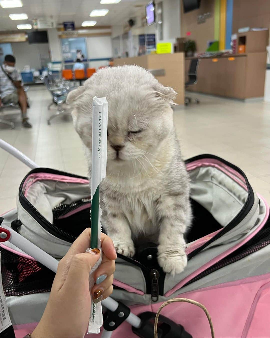 Haruさんのインスタグラム写真 - (HaruInstagram)「ตัวตึงเกษตร 🐷 just a monthly check up, no worries.」11月20日 18時49分 - haru_thecat