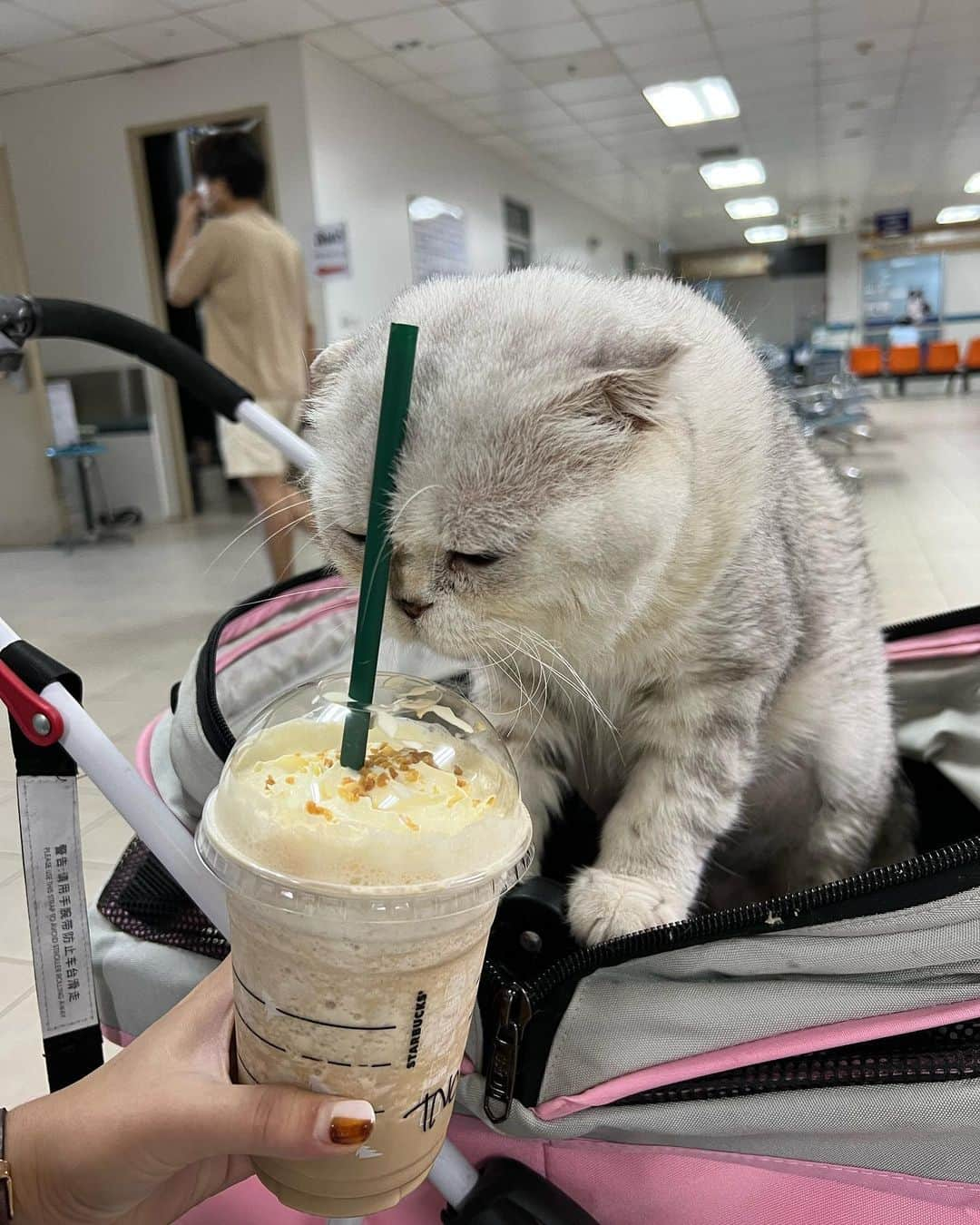 Haruさんのインスタグラム写真 - (HaruInstagram)「ตัวตึงเกษตร 🐷 just a monthly check up, no worries.」11月20日 18時49分 - haru_thecat