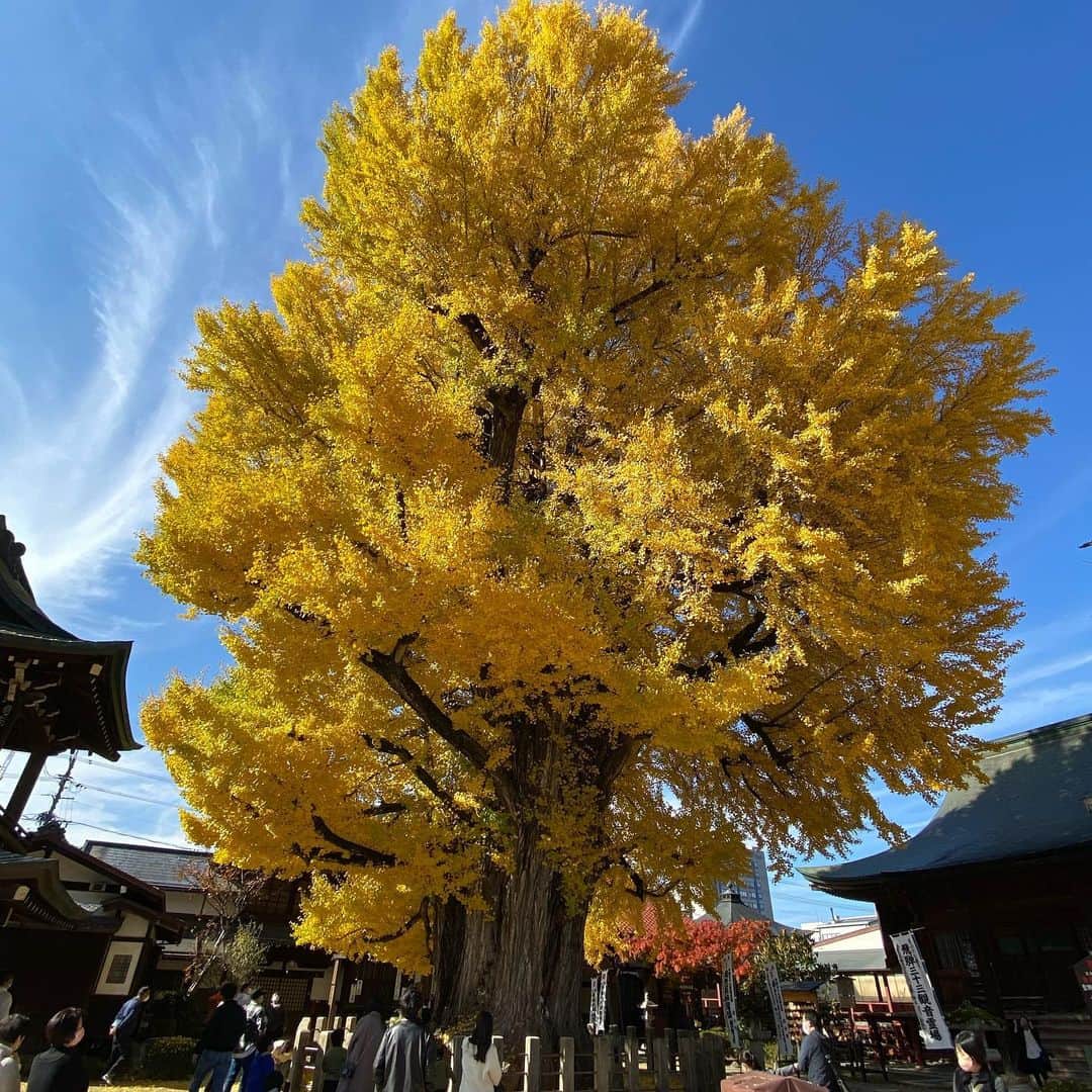 飛騨高山 旅館あすなろさんのインスタグラム写真 - (飛騨高山 旅館あすなろInstagram)「飛騨国分寺のイチョウの木が綺麗に黄色に染まっていました😌💛 高さ27メートル、推定樹齢は1200年を超える大木になります‼️ 霜が降りると一気に葉が散ることから、高山では「国分寺のイチョウが落葉すると、雪が降る」との言い伝えもあります❄️そろそろ落葉してきていますので、今年も寒くなりそうです😭  #日本　#岐阜県　#宮川朝市　#温泉　#さるぼぼ　#国分寺　#紅葉　#いちょうの木  #食べ歩き　#飛騨牛　　#カメラ　#旅館あすなろ #飛騨高山 #飛騨高山観光　#高山観光 #instagramjapan  #japan #gifu #takayama #hidatakayama #asunaro #ryokanasunaro #travel #travelgram #instatravel #japantrip #japantravel #followme」11月20日 21時26分 - ryokanasunaro