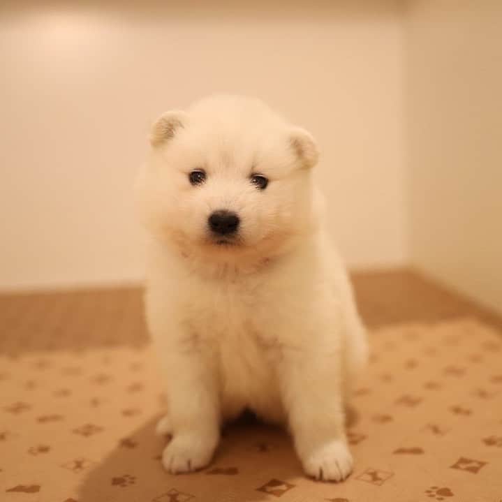 ボドカのインスタグラム：「家族になる犬決まったよー🐕12月に家に来る。」