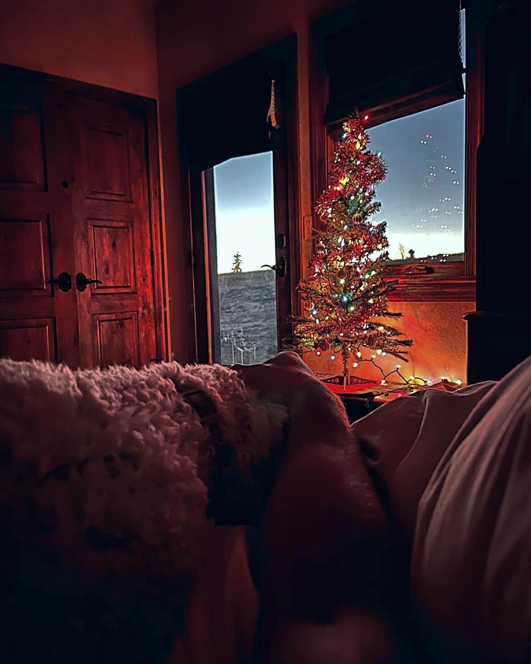 ダニエル・オシェイのインスタグラム：「Christmas vibes and puppy cuddles! Never too early to decorate 🎄」