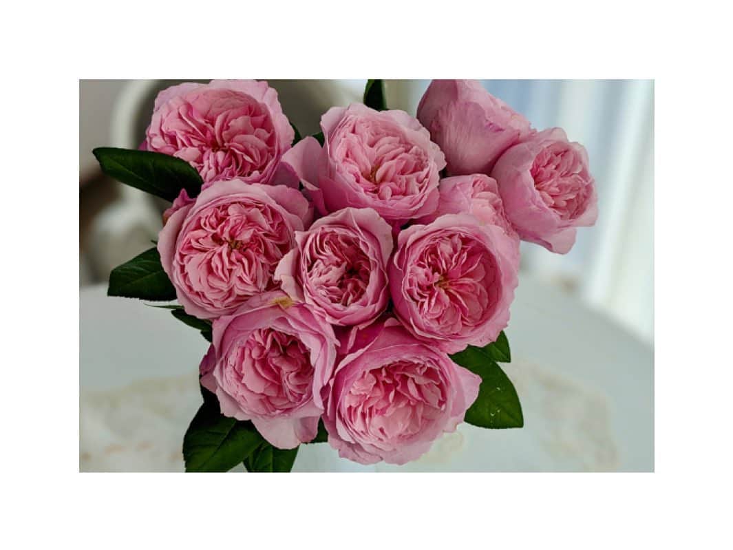 川村亜紀さんのインスタグラム写真 - (川村亜紀Instagram)「一目惚れしました @david_austin_roses のピンクの薔薇。 一輪一輪が大きく美しくて、いい香りがしました。 存在しているだけで美しい✨ #davidaustinroses #roses #🌹 #薔薇 #いい香り」11月21日 12時57分 - _aki1015_