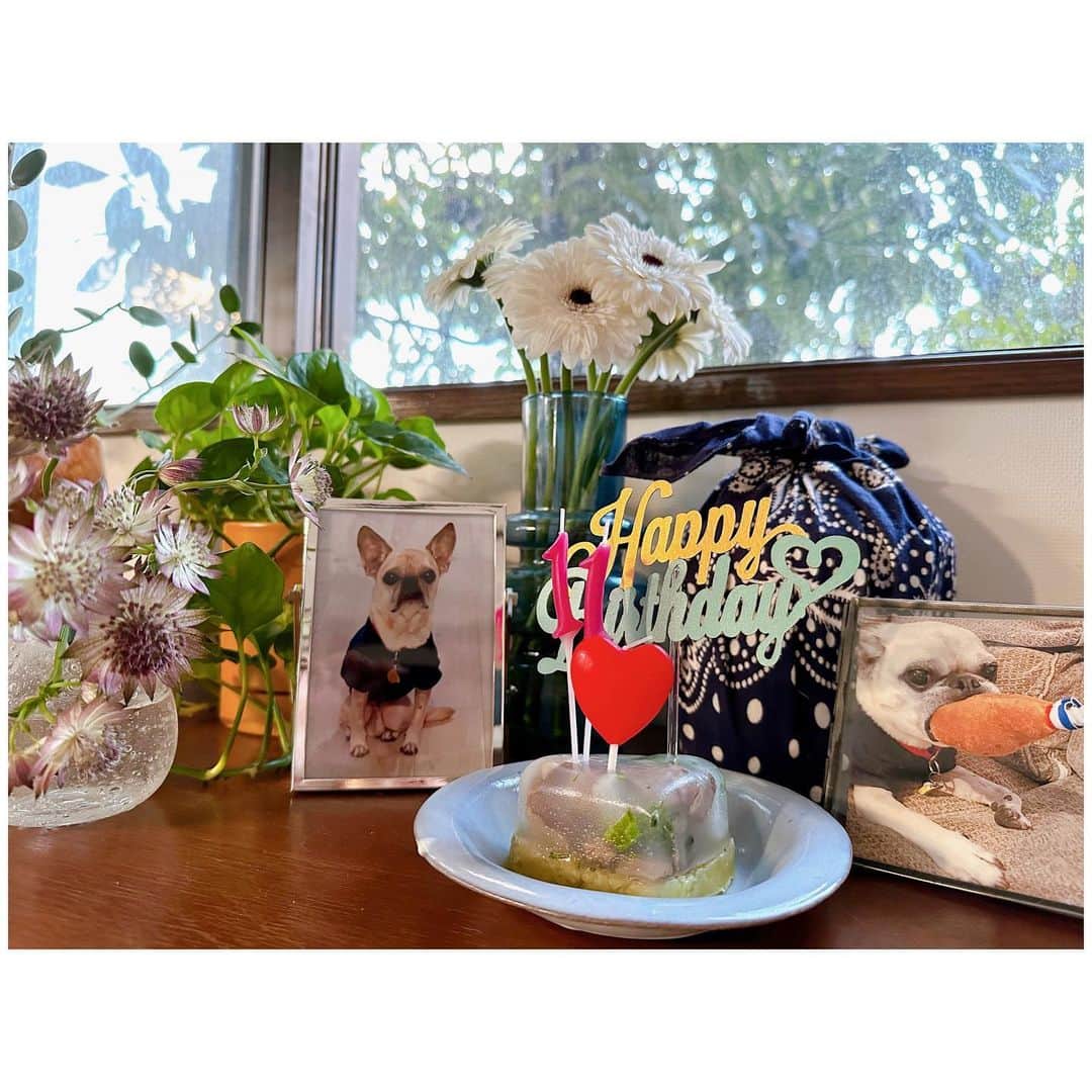 李ヒャンのインスタグラム：「今日はトトの誕生日🎂 元気でいてくれたら今日で11歳でした。 誕生日はもしかしたら迎えられないかもしれない、、って状況だったけど頑張ってくれてお祝いできた10歳の誕生日から1年。 来年もお祝いしようね。 って約束は果たせなかったけど、、 私にとってトトが生まれきてくれた日は大切な大切な日だから。 これからもお祝いするよ。 誕生日ケーキには畑で採れたブロッコリーとかぶ、スペシャルなお肉もいれたよ☺️ トト、誕生日おめでとう。 大好きだよ❤️ #happybirthday #ぽにトト」