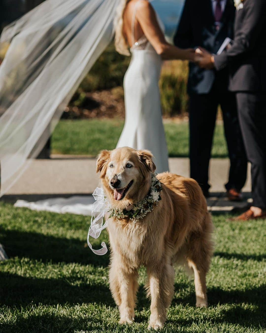 ブリタニー・ロジャースのインスタグラム：「you knew this post was coming… the stars of the show. dog friendly venue was a nonnegotiable 🤷🏼‍♀️」