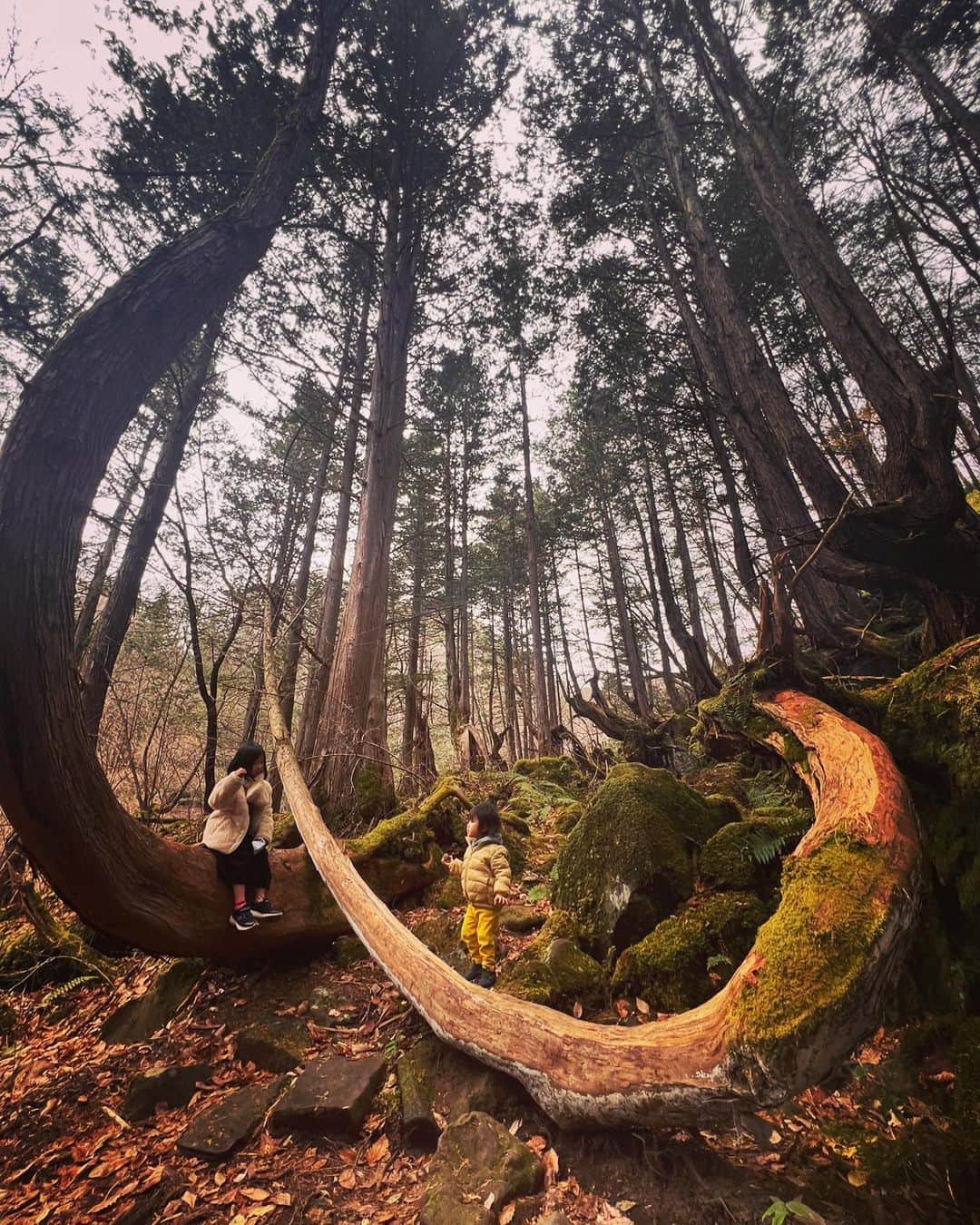 TANYのインスタグラム：「滝を見に山奥へ^_^  チビ達も冒険出来たみたい  #photoofthedays  #familyphotography」