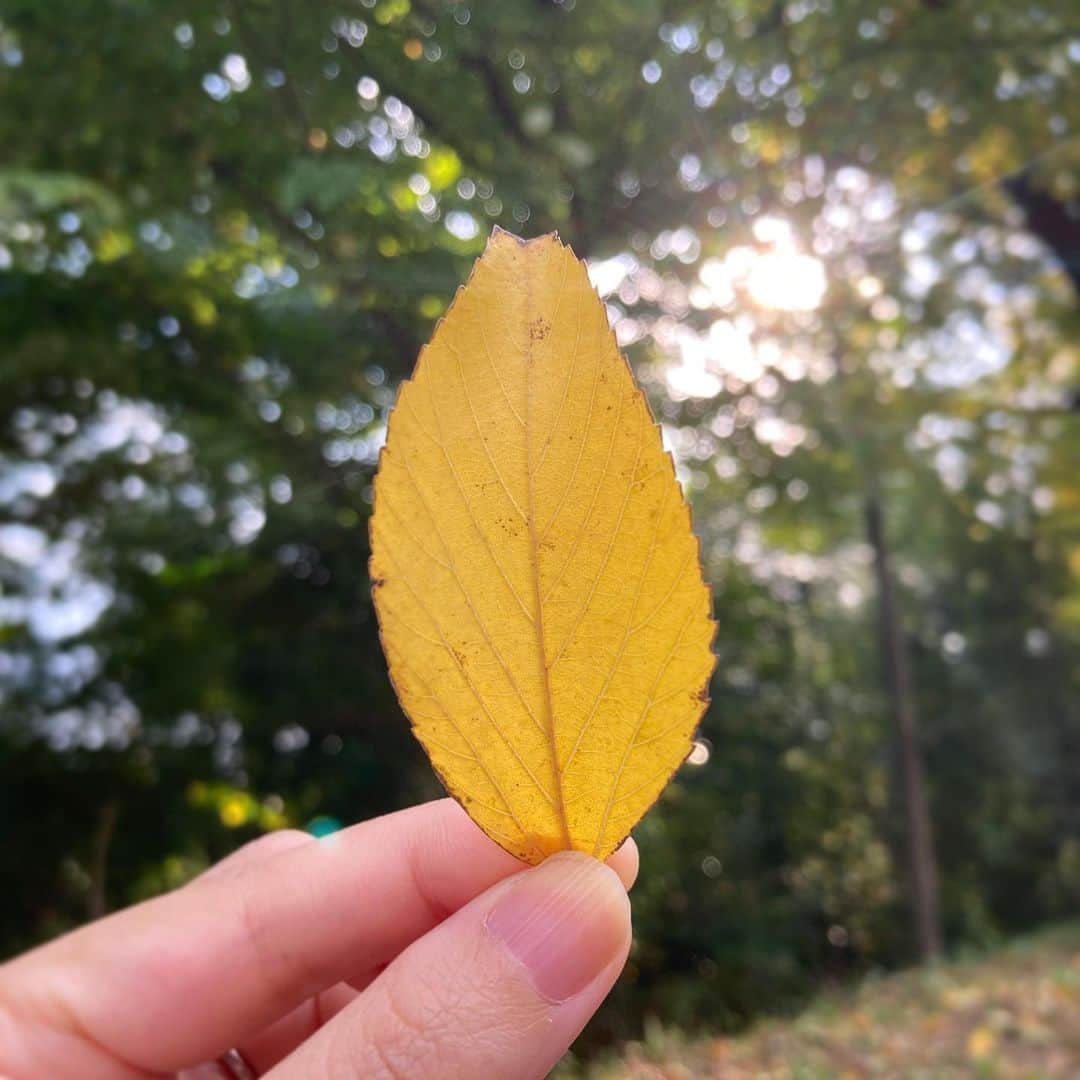 岩崎愛のインスタグラム：「知らん間に秋🍁 . 少しずつ自宅で音楽作業が出来るようになってきた🎤🖥🎧 相変わらず手はまだ遅いけど、デスクに座れば時間を忘れるようになった🐈 . 自分の病気をわかってくれた上で仕事をくれる人には感謝しかないです🙏 ありがとうございます。 . 作曲も、歌うことも、生きていくことも焦らずにやっていきたいと思います🐢」
