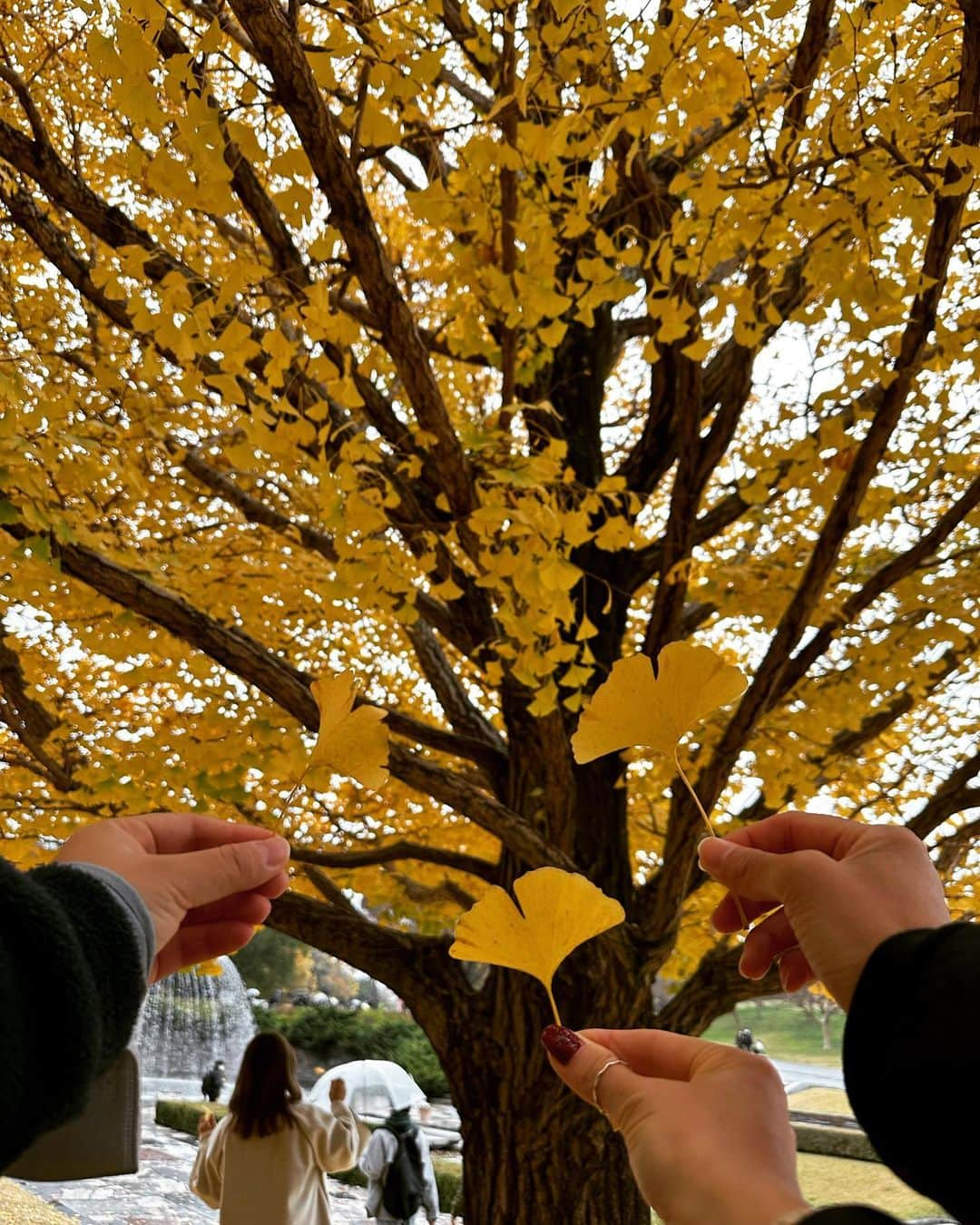 菅澤優衣香さんのインスタグラム写真 - (菅澤優衣香Instagram)「紅葉🍁  #国営昭和記念公園  #昭和記念公園  #紅葉 #いちょう #モミジ #女子サッカー #サッカー #dayoff  #soccer  #🍁 ・ ・ 2022.11.20  📸photoby @fukumura1214」11月21日 21時47分 - yuippppp_9