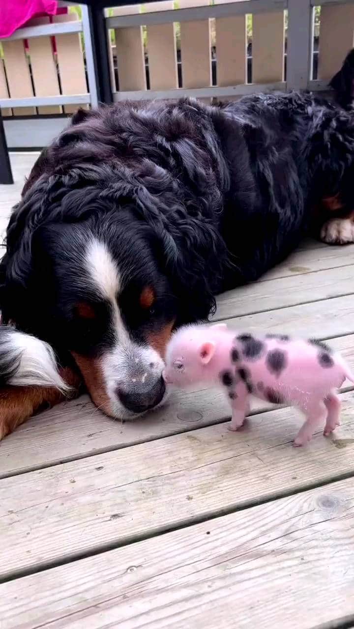 Beautiful Nature & Animalsのインスタグラム：「Best friends 🐶🐖 By @stalleriklia @lisa.erikli」