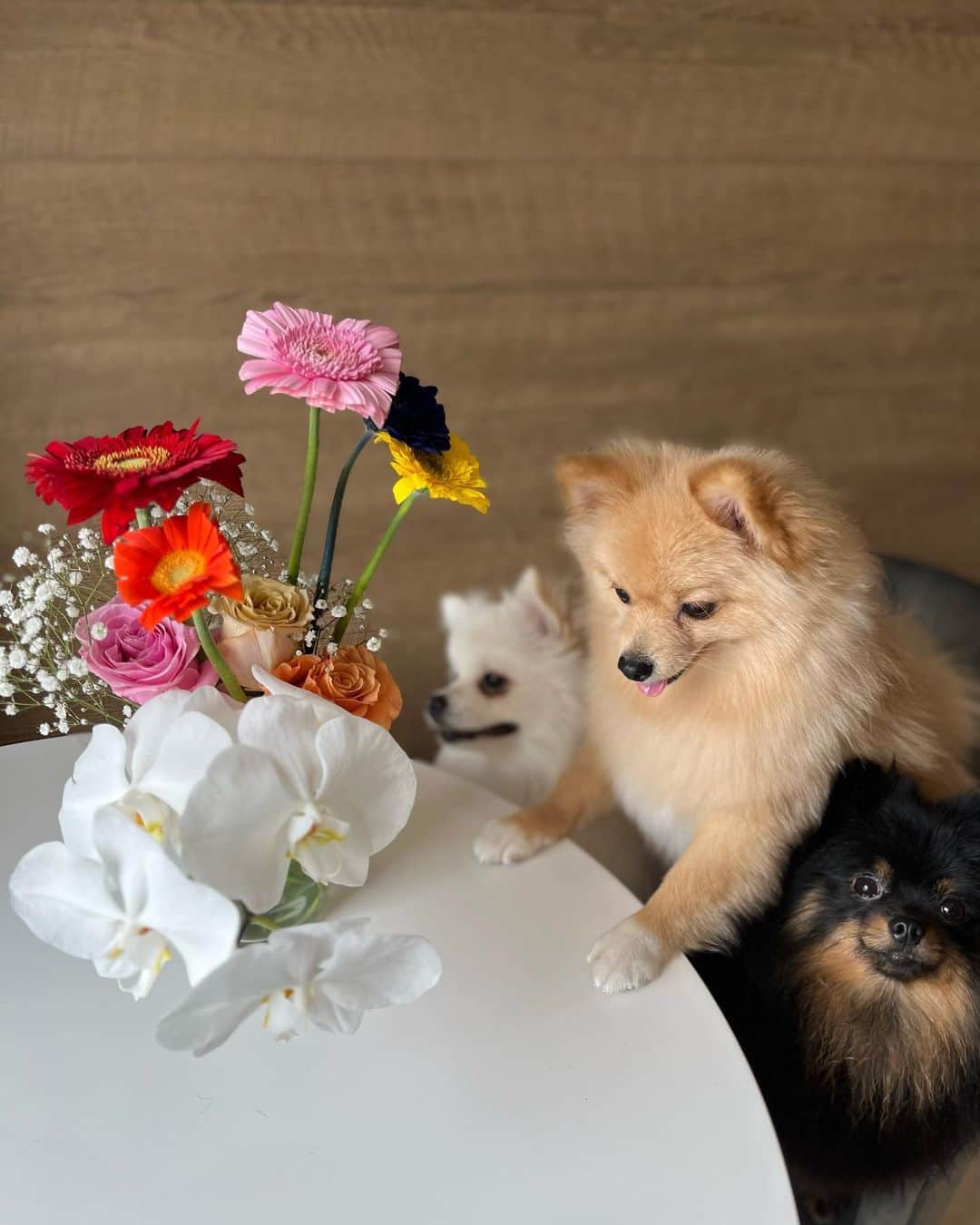 華妃まいあのインスタグラム：「お花があるだけでお家が明るくなった気がする💐」