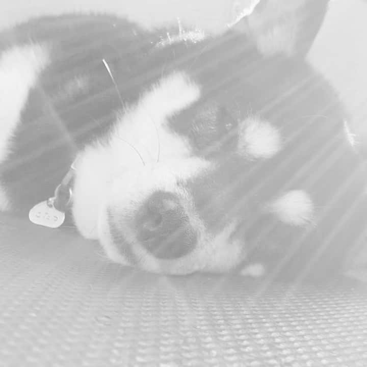vo_coのインスタグラム：「💤 日向で微睡む黒いわんわん 羨ましい… ＊#shibastagram #instashiba #shiba #shibainu #黒柴 #柴犬」
