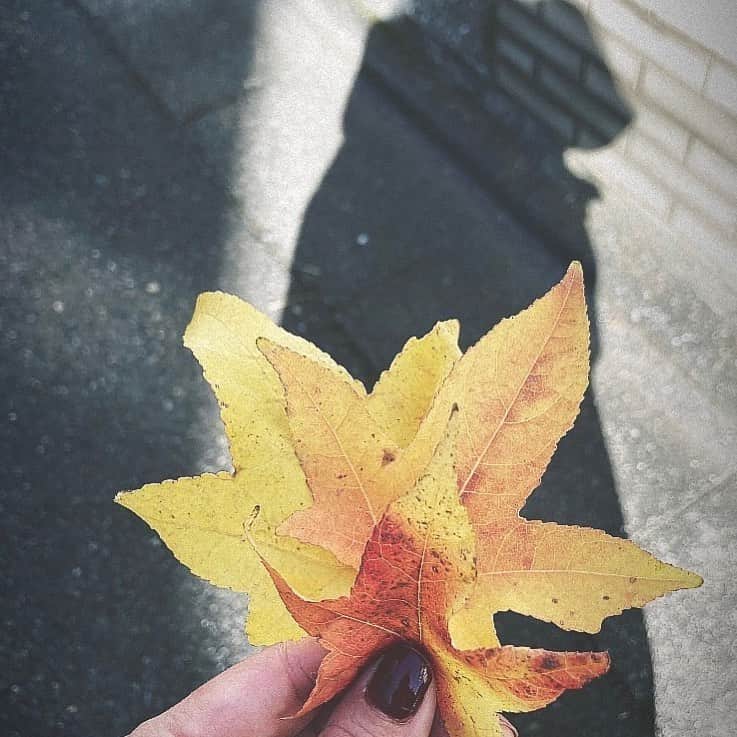 中山美穂のインスタグラム：「だぁれかさんがみぃつけた🍁  外苑前の銀杏並木も見に行きたいな。  人多いのだろうな。  なんと明日は久し振りにTV歌唱です。。。私を見つけて下さいね。」
