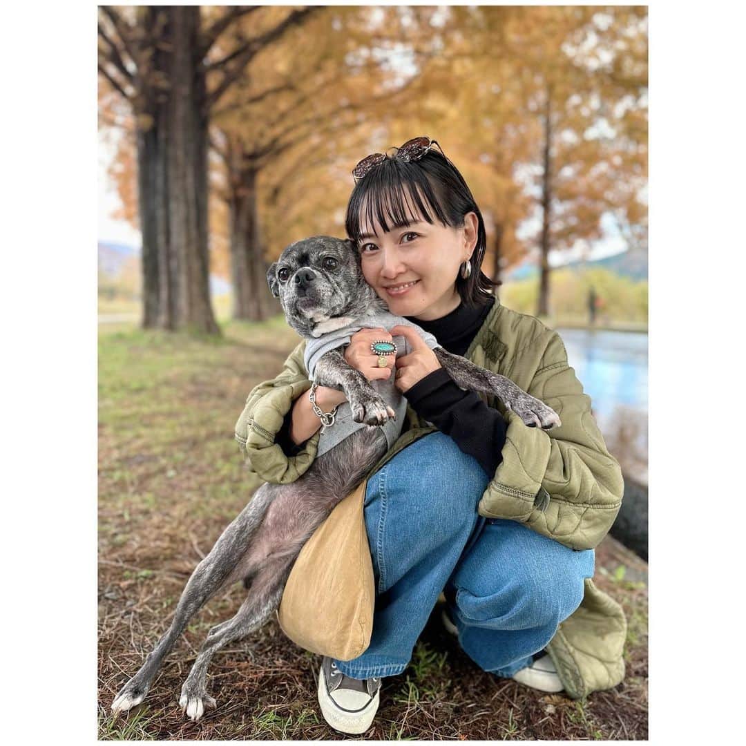 李ヒャンのインスタグラム：「以前から行ってみたかった"メタセコイヤの並木道"。 トトの誕生日にぽーさんトトの服着て一緒に行ってきました。 ベストシーズンに入ってきたので平日でも人が沢山。 でも、朝早めはそこまで混雑もなく、昼が近いてきたらめちゃくちゃ人が増えてました。 なので朝早めに行くのがいいかもです。 並木道も周りの景色も綺麗だったなー。 前日の雨は上がり、暑くなく寒くもなく最高のお出かけ日和でした。 並木道お散歩して、ジェラート食べて、近江牛のすき焼きランチして、白鬚神社でぽーの延命長寿の御祈願して、比叡山延暦寺にも立ち寄った大満喫なプチトリップ。 比叡山の山頂からはちょっと前に一緒に行った京都御所がはっきり見えたよ。 全部を散歩しきれないくらい広かったけど山頂からみても大きかったー。 ちなみに比叡山延暦寺は中の敷地内はワンコ歩いてOKでした。(中に入る所はNG) 白髭神社は分からなかったからスリングに入れてお参りしました。 もっともっとワンコOKな所が増えて欲しいなー。 ぽーだけの写真だけじゃなく、嫌がられながらもw一緒に沢山写真撮れてまた新しい思い出たくさんできました♡ 元気なうちにもっともっと沢山色んなとこを旅したい☺️ #trip #shorttrip #travelwithdog #ぽにトト」