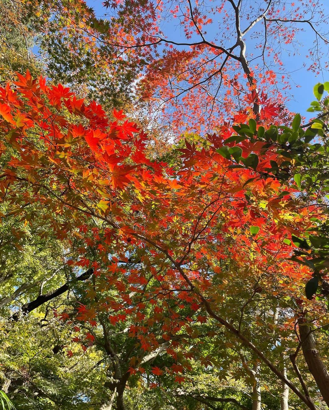 のインスタグラム：「・ ・ 紅葉見るの大好き🍁☺️ ・ 綺麗だよね。 ・ ・ #秋 #秋長いらしいよ #めっちゃ嬉しい #紅葉」