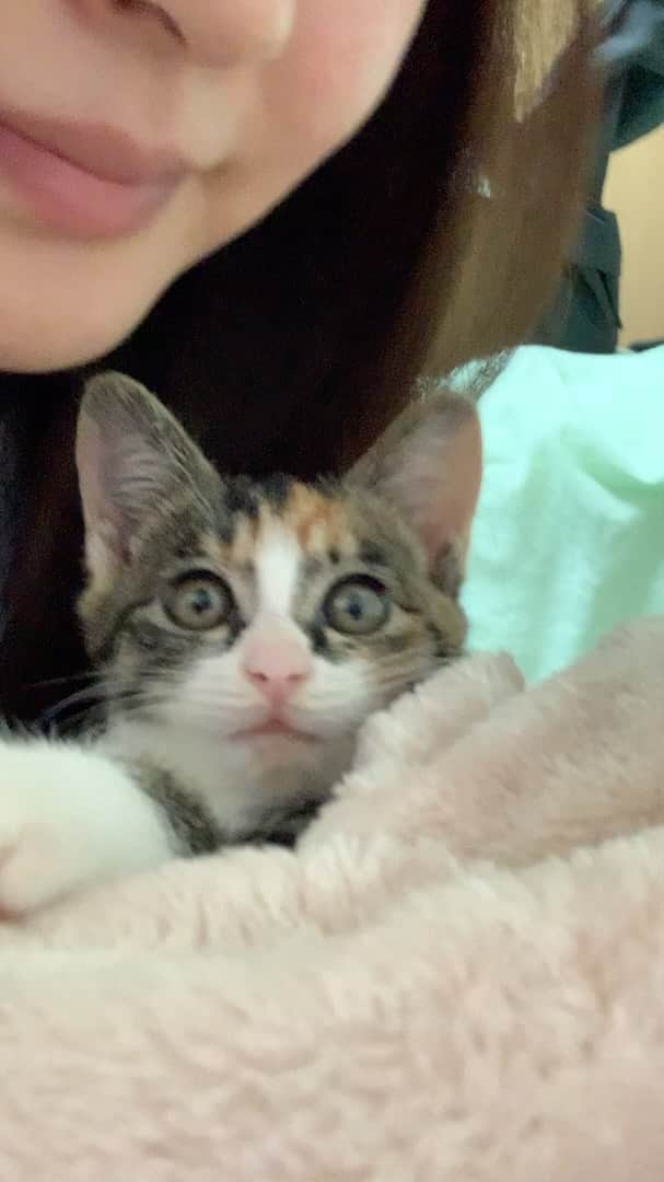 國保美貴のインスタグラム：「ゴロゴロゴロゴロ〜といいながら お顔ペロペロしてくれて 信頼関係が少しできた1日目の夜でした🥺❤️  #猫 #ねこ #cat #猫のいる暮らし #ねこのいる生活 #ねこすたぐらむ #にゃんグラム #ねこのきもち #八丈島 #保護猫 #子猫保護  #三毛猫 #仔猫 #子猫」