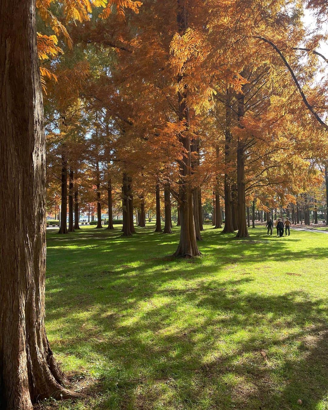 RIKOのインスタグラム：「autumn🖼 #水元公園」