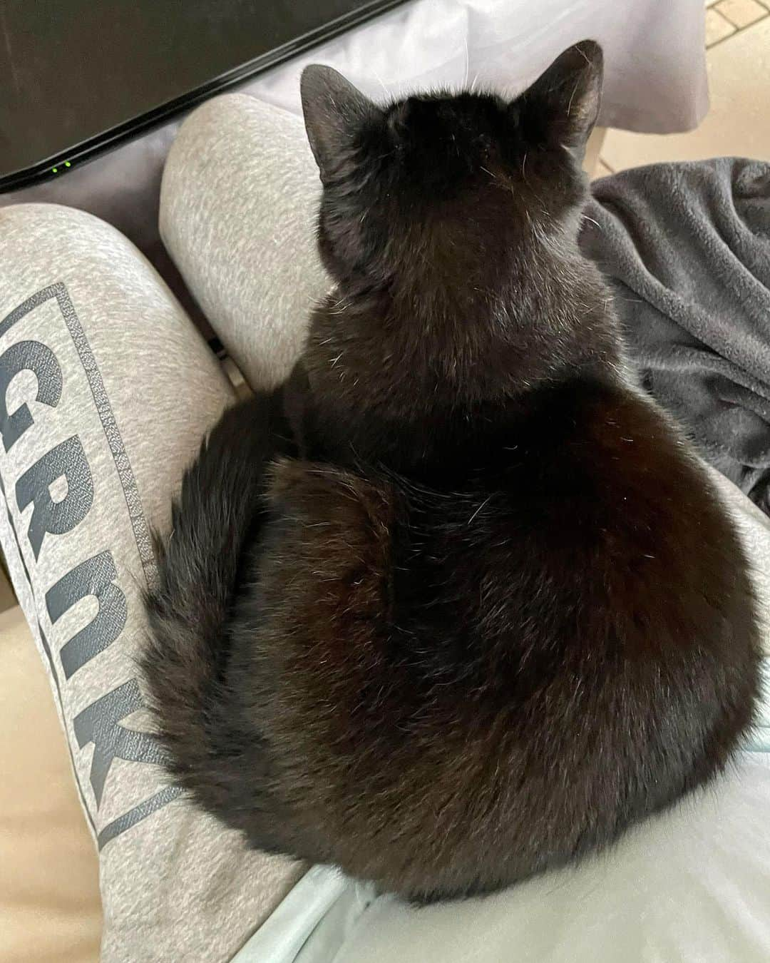 Gronkhさんのインスタグラム写真 - (GronkhInstagram)「Fedde Kadse 😍🐈  #Purzel #NichtUnsereKatze #HabDasGesternAnderswoGepostedDarumJetztAuchHier #Crossposting  PS: ist jetzt mal was Privates, kein glossy Foto, sondern einfach mal so. Bisschen real keepen und so.」11月23日 1時57分 - gronkh