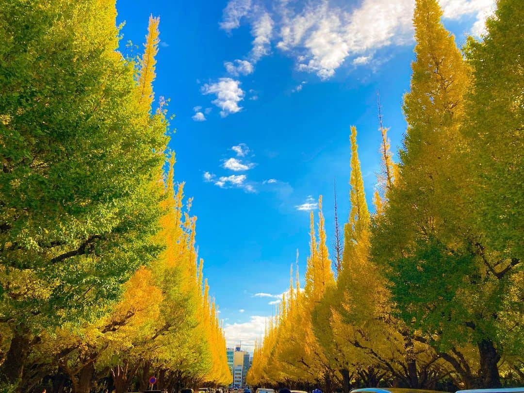 イチサキミキのインスタグラム：「こないだ空き時間にお散歩した🍁 そんで今日寒すぎー」