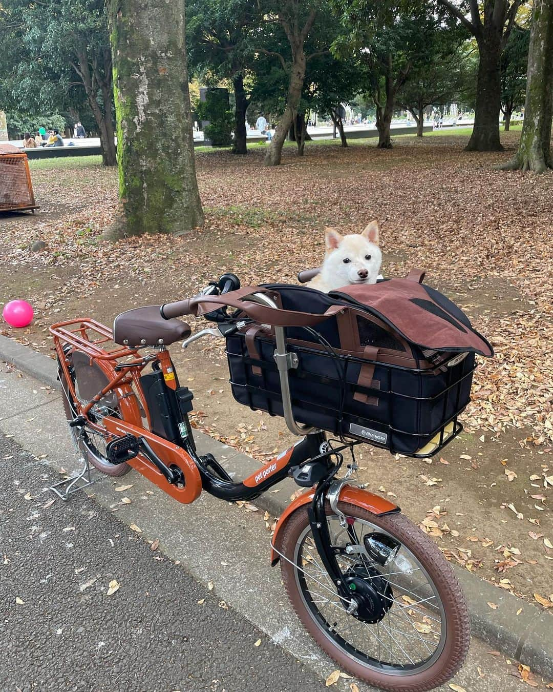 北内みさとのインスタグラム：「東京で2台目の自転車は #ペットポーター　 にしました❣️  都内では車の運転なみに 自転車の運転怖いですね🥲 メイト（mate🚴‍♀️）と迷ったけど カゴがつけれないらしく 犬専用🚴‍♀️にしました🍌🌟  今自転車って保険強制加入 らしいね👔💫  今度後ろにもカゴつけようかな？💖  #自転車 #petporter #🚴‍♀️」